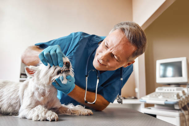 Best Emergency Dental Care for Abscessed Tooth in Emsworth, PA